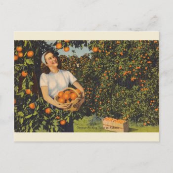 Vintage Orange Picking Time Florida Postcard by RetroMagicShop at Zazzle