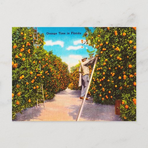 Vintage Orange Time in Florida Travel Postcard