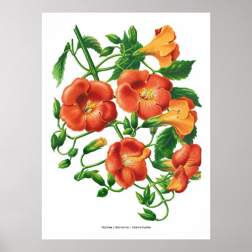 Vintage Orange Trumpet Flower Poster