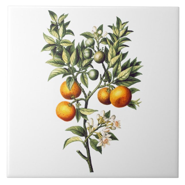 Vintage Oranges Ceramic Tile (Front)