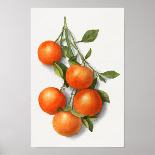 Vintage Oranges watercolor illustration Poster
