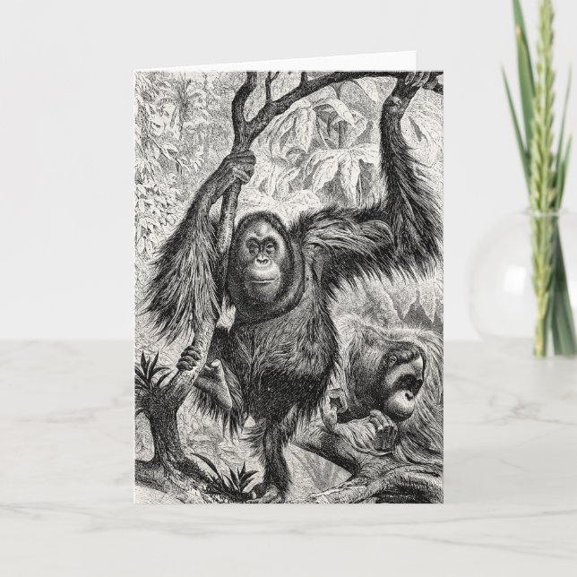 Vintage Orangutan Illustration - 1800's Monkey Card (Front)