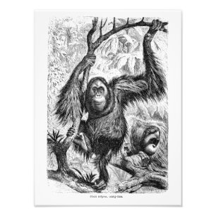 Vintage Orangutan Illustration - 1800's Monkey Photo Print