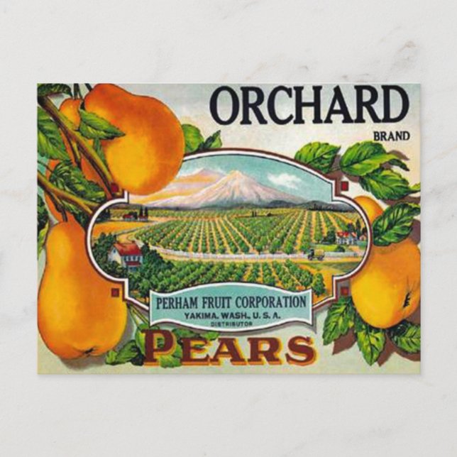 Vintage Orchard Pears Postcard (Front)