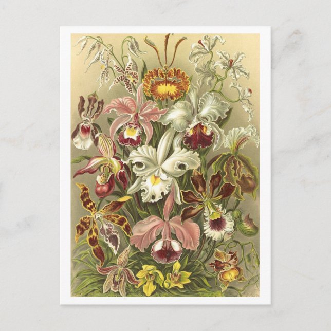 Vintage Orchids Botanical Illustration Postcard (Front)