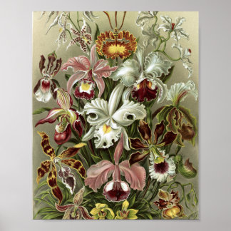 Vintage Orchids Botanical Illustration Poster