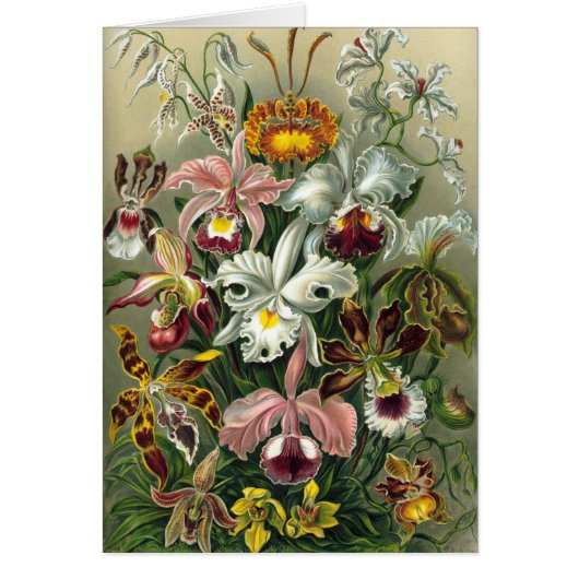 Vintage Orchids Cards (Front)