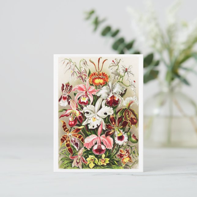 Vintage Orchids Illustration Postcard (Standing Front)