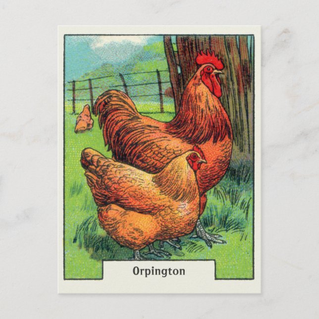 Vintage Orpington Chicken Postcard (Front)