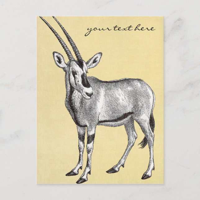 Vintage Oryx Postcard (Front)