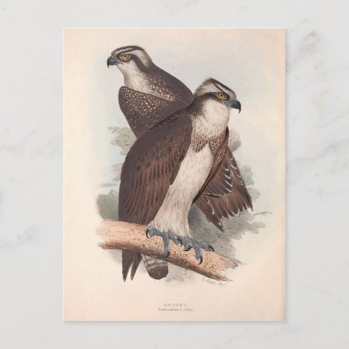 Vintage Osprey Natural History Illustration Postcard