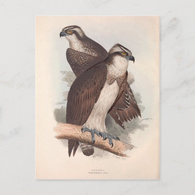 Vintage Osprey Natural History Illustration Postcard (Front)