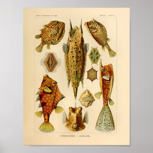 Vintage Ostraciontes Color Ernst Haeckel Art Print