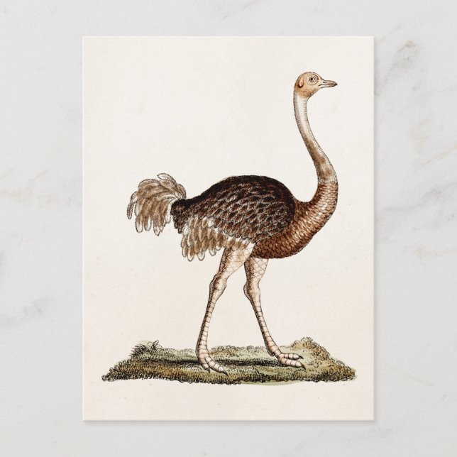 Vintage Ostrich Illustration Retro 1700s Ostriches Postcard (Front)
