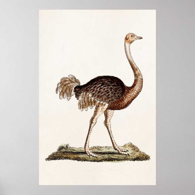 Vintage Ostrich Illustration Retro 1700s Ostriches Poster (Front)