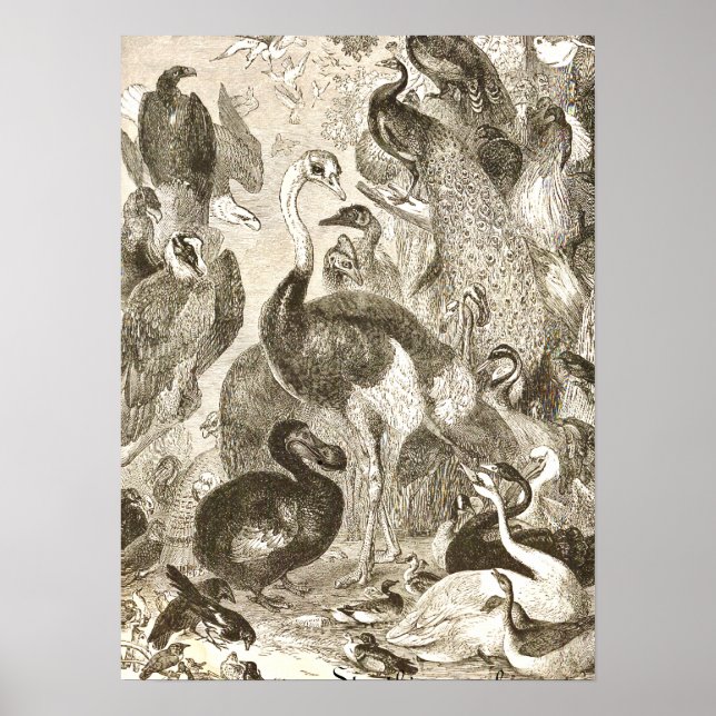 Vintage Ostrich Illustration Struthio camelus Poster (Front)