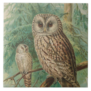 Vintage owl animal decor ceramic tile