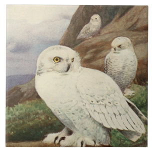 Vintage owl animal decor ceramic tile