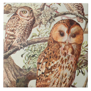 Vintage owl animal decor ceramic tile
