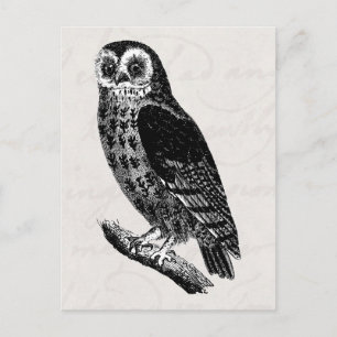 Vintage Owl Drawing Retro Birds Owls Postcard
