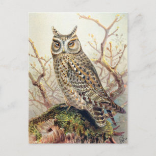 Vintage Owl Illustration  Postcard