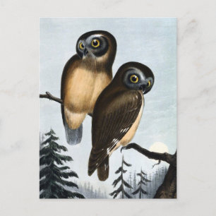 Vintage Owl Illustration Postcard