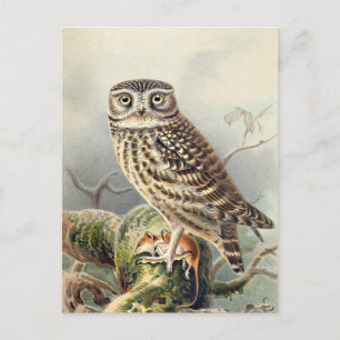 Vintage Owl Illustration  Postcard