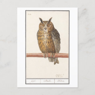 Vintage Owl Illustration Postcard