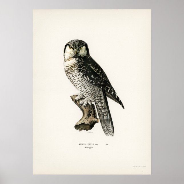 Vintage Owl Illustration Poster (Front)