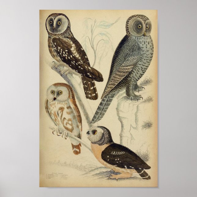 Vintage Owl Illustration Poster (Front)