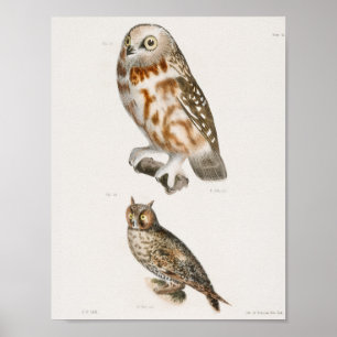 Vintage Owl Illustration Poster