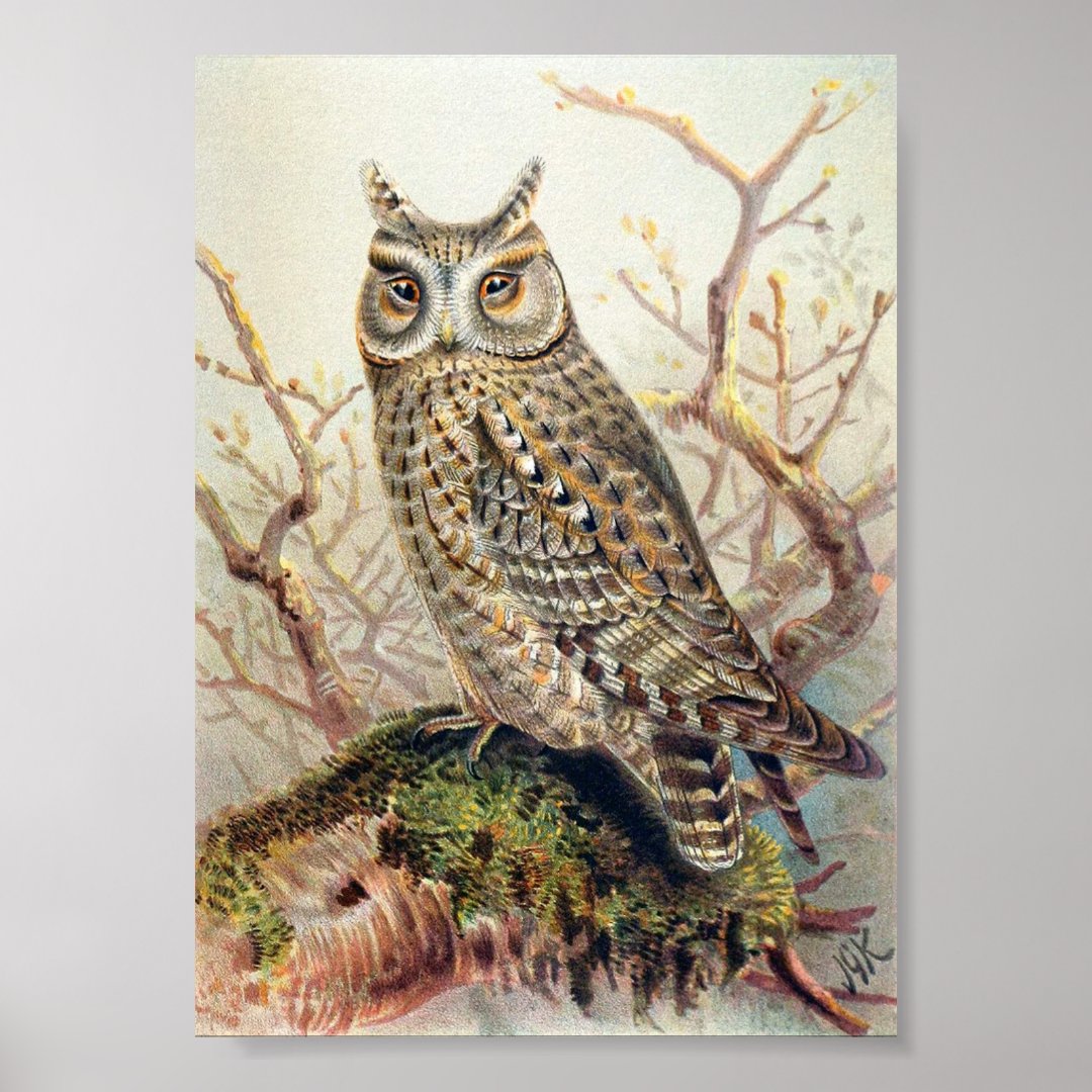 Vintage Owl Illustration Poster | Zazzle