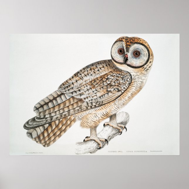 Vintage Owl Illustration Poster (Front)