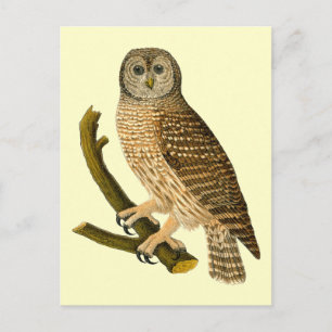 Vintage Owl on a Branch Postcard
