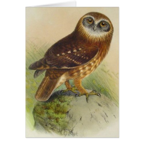 Vintage Owl On Rock