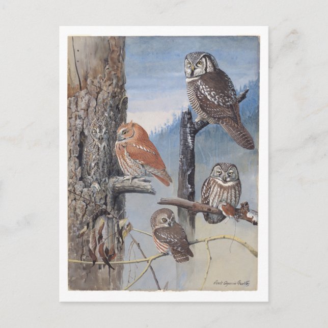 Vintage Owl Postcard (Front)