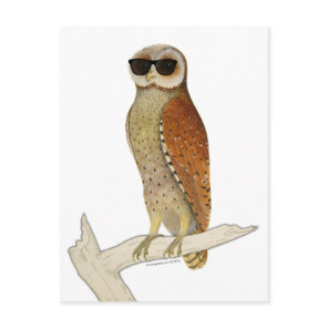 Vintage Owl Wearing Sunglasses Postcard