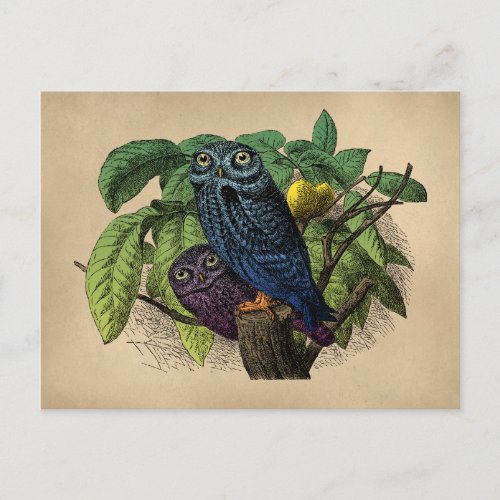 Vintage Owls Colorful Engraving Postcard