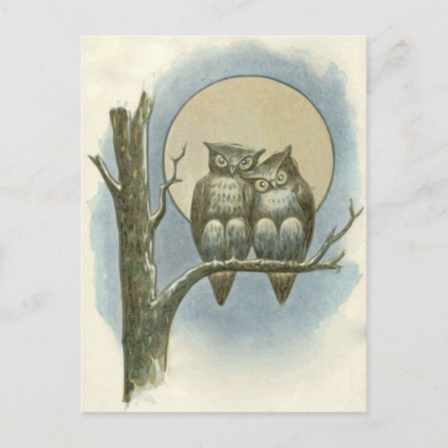Vintage owls illustration postcard (Front)