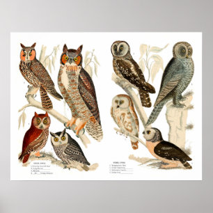 Vintage Owls Print