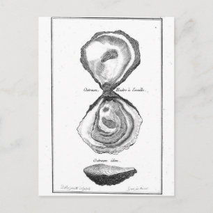 Vintage Oyster Animal Print Postcard