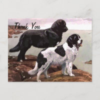 vintage painted newfoundlands thank you postcard