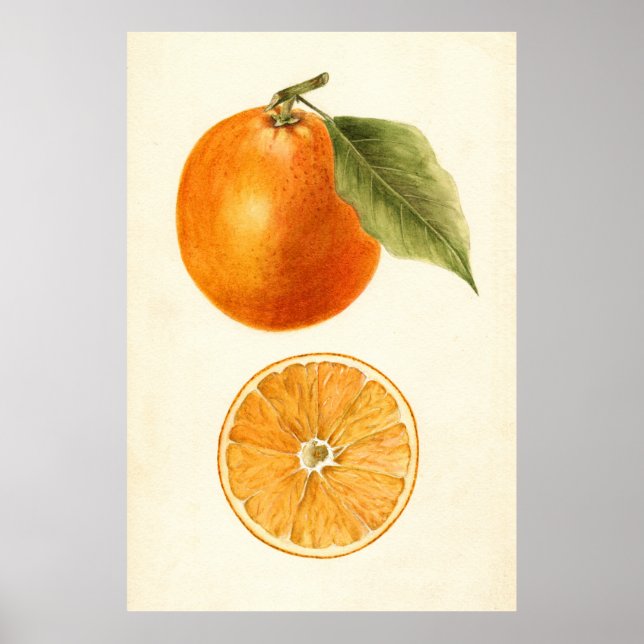 Vintage Painting of an Orange Poster (Front)