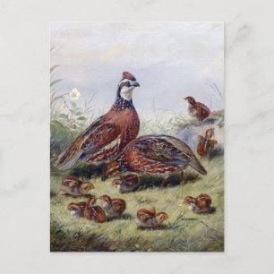 Vintage Painting Of Quail Bird By Fitzwilliam Tait Postcard