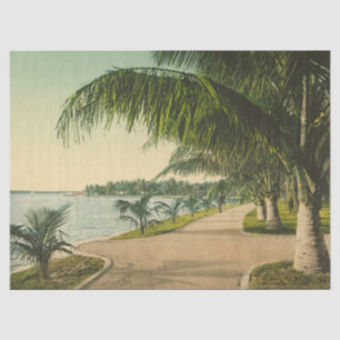  Vintage Palm Beach Florida 1898 scene Tissue Paper
