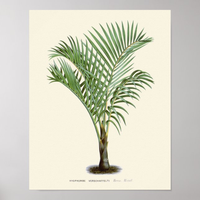 Vintage Palm Botanical Print (Front)
