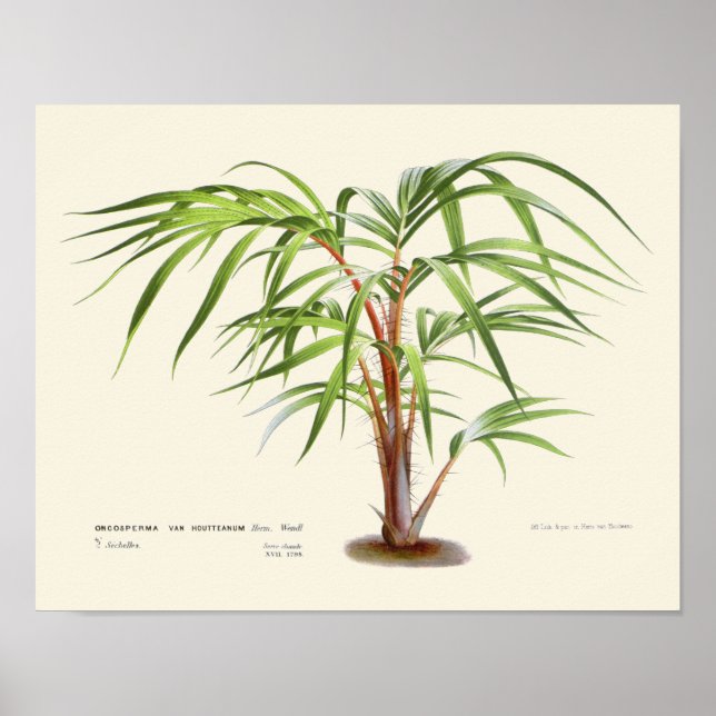 Vintage Palm Botanical Print (Front)
