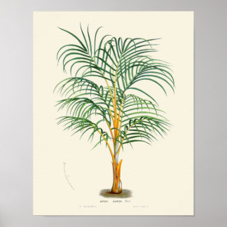Vintage Palm Botanical Print