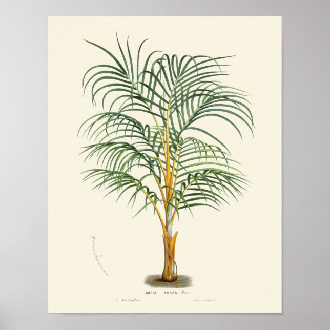 Vintage Palm Botanical Print (Front)