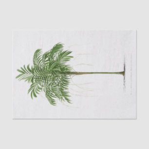 Vintage Palm Tree Areca (Linospadix) Monostachya Tissue Paper